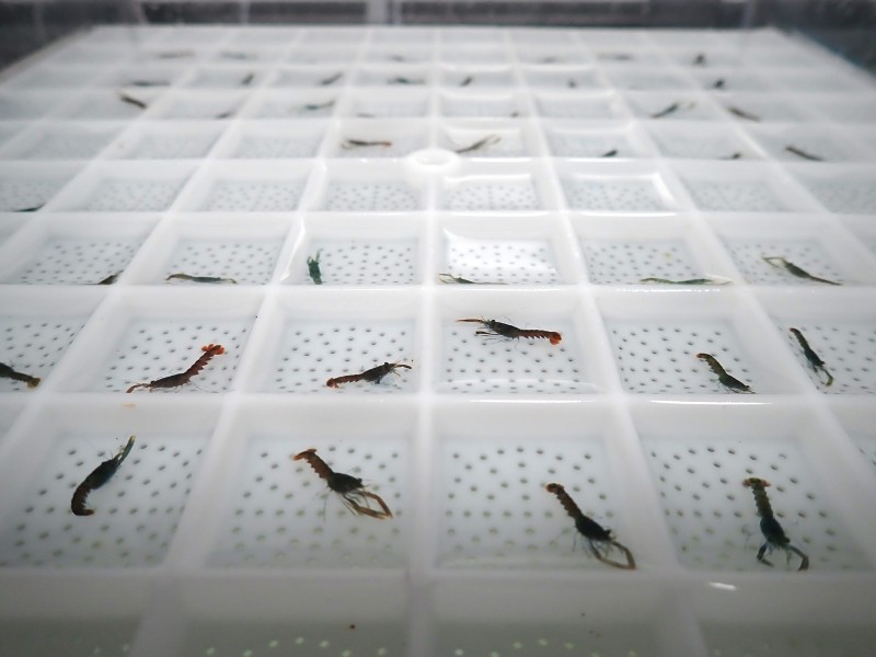 Juvenile Lobsters being individually reared in a Lobster Hatchery before their release into the sea Juvenile Lobsters being individually reared in a Lobster Hatchery before their release into the sea.